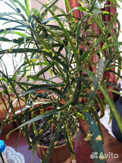 Кротон кодиеум