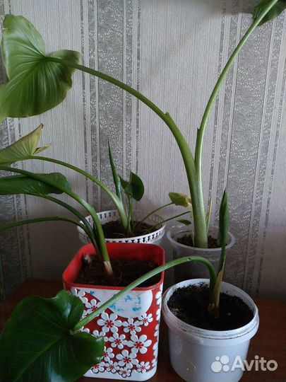 Комнатные цветы