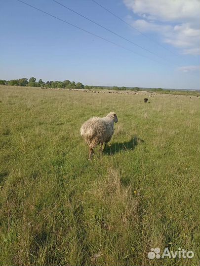 Овцы бараны