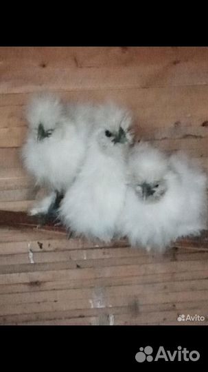 Семья китайские шелковые