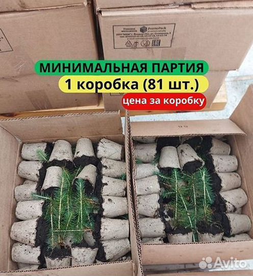 Сеянцы сосны обыкновенной зкс в розницу