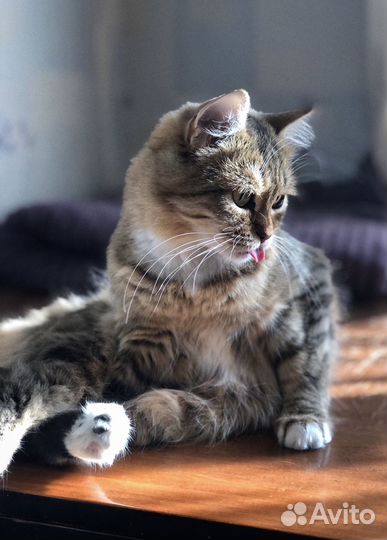 Кошка в добрые руки