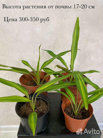 Кордилина Киви