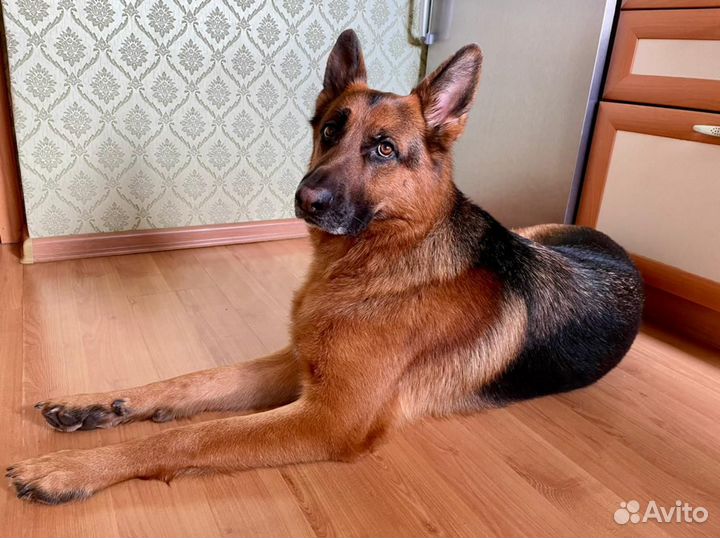 Стрижка собак и кошек. Москва и область