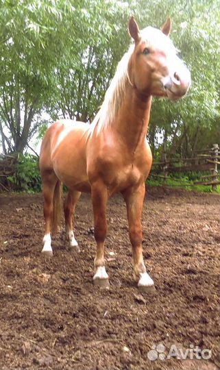 Советский тяжеловоз