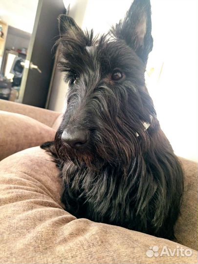 Скотч-терьер девочка ищет кавалера