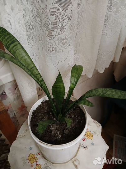 Сансевиерия