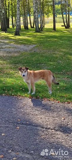 Собака в добрые руки