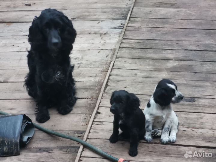Русский спаниель щенки