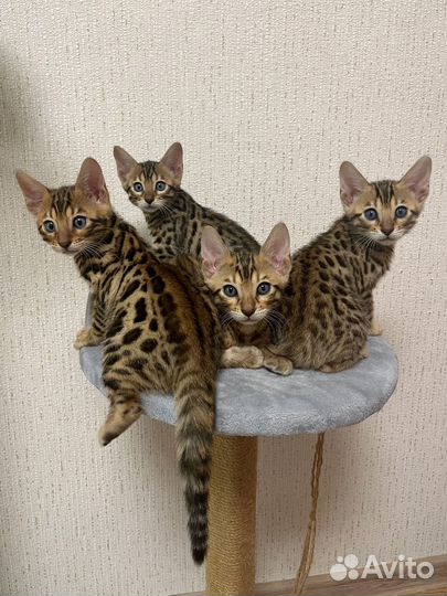 Бенгальские котята