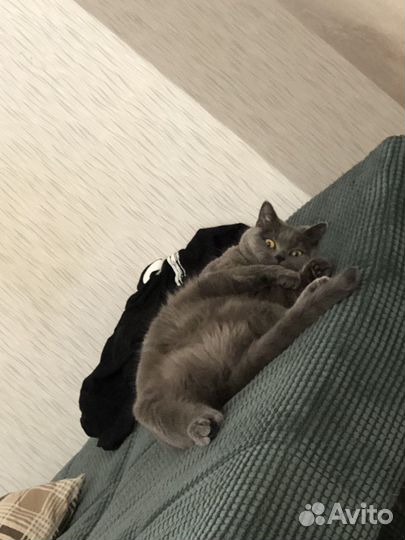 Британская кошка