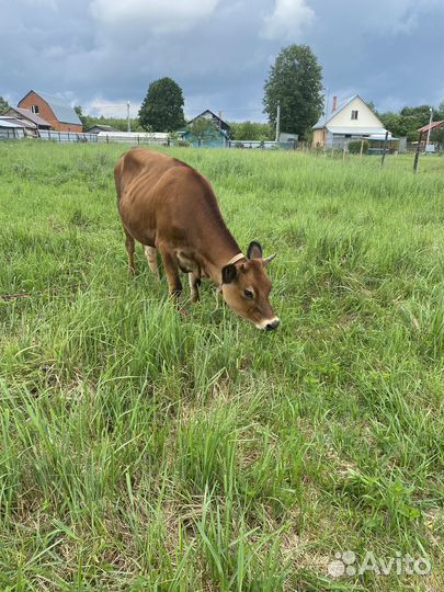 Продаю телочку