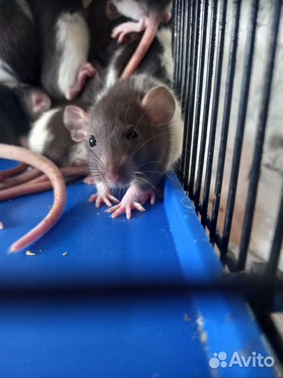 Крыса дамбо