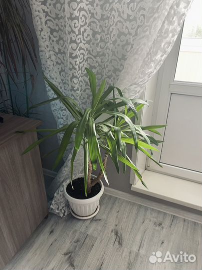 Пальма юкка