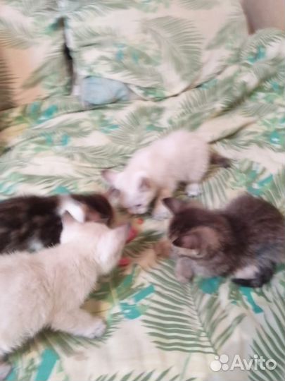 Котята ищут дом