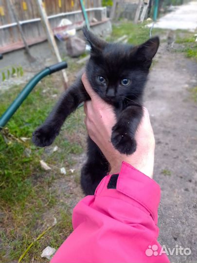 Кошка в дар