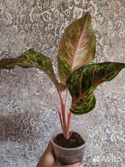 Аглаонема комнатные цветы