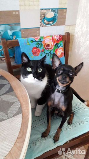 Гостиница для животных в квартире и частном доме