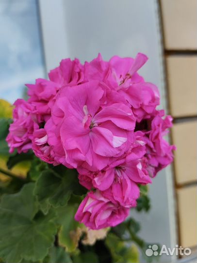 Хризантемы сортовые