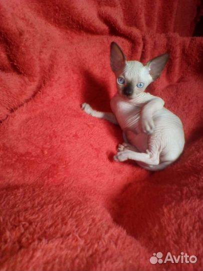 Канадский сфинкс