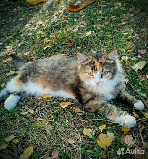 Заберите кошечку с улицы