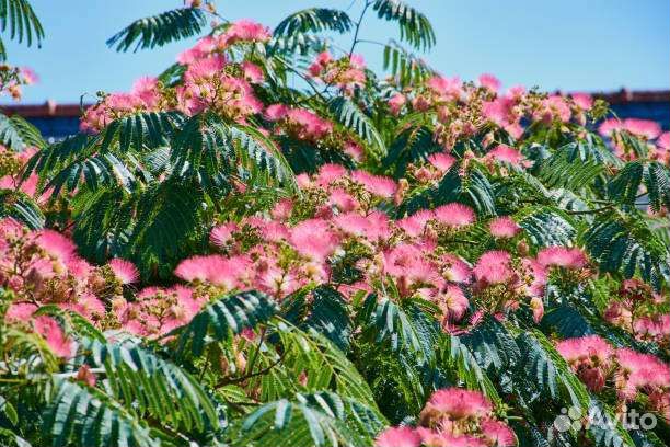 Альбиция ленкоранская семена, шелковая акация