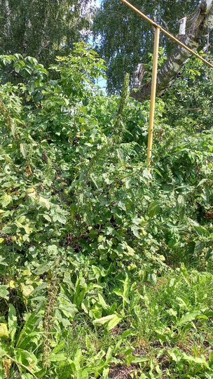 Участок 15,8 сот. (ИЖС)