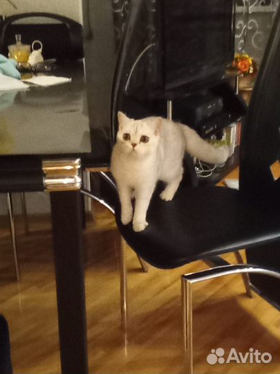 Кошки шотландцы