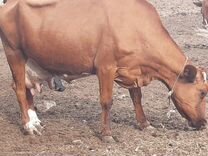 Коровы дойные молочные ставропольский край