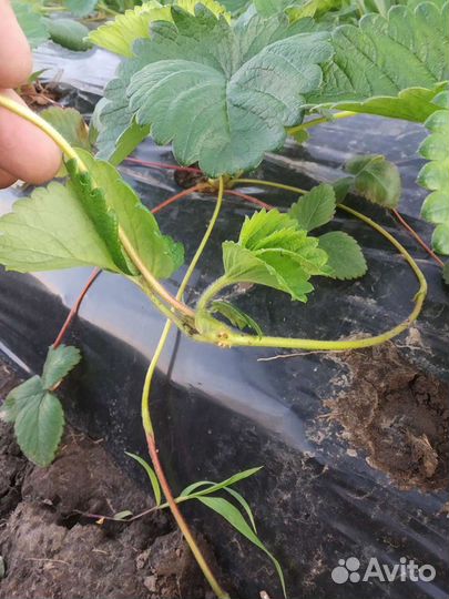 Рассада клубники, земляника садовая