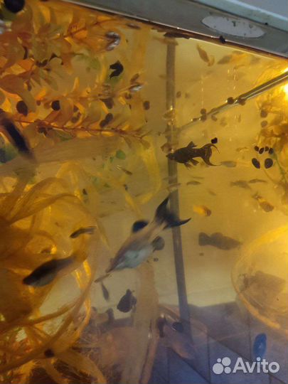 Рыбки аквариумные