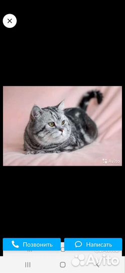Котятки шотландцы красотулечки