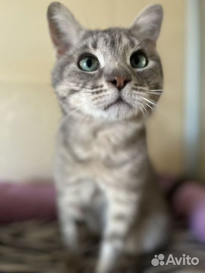 Бедный Смоки