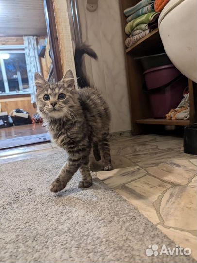 Метис мейн-куна