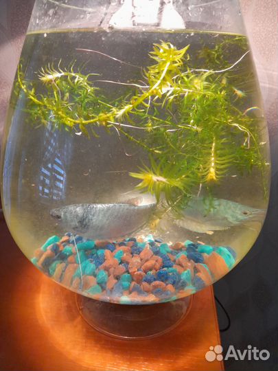 Аквариум бокал