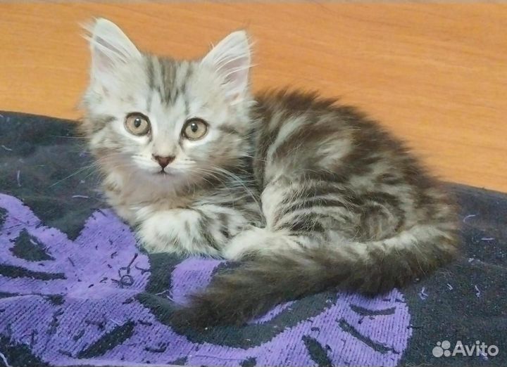 Котята Норвежская лесная породы