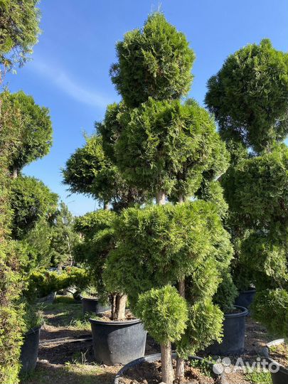 Саженцы туи смарагд спираль 1,95 метра
