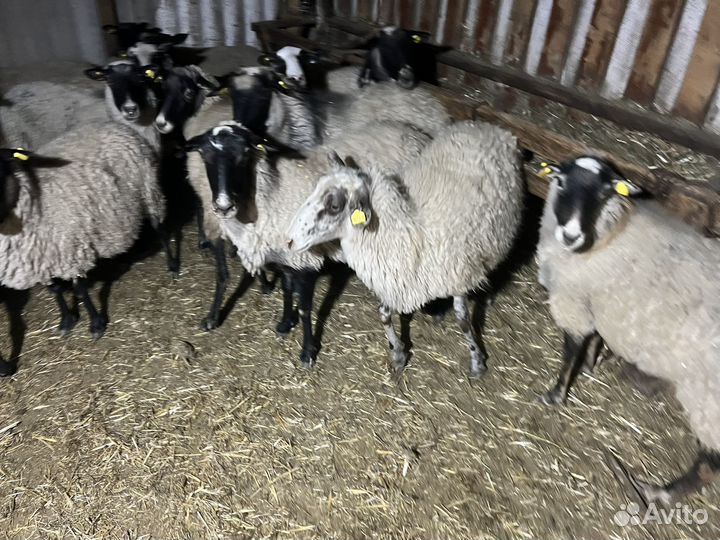 Бараны овцы стадо