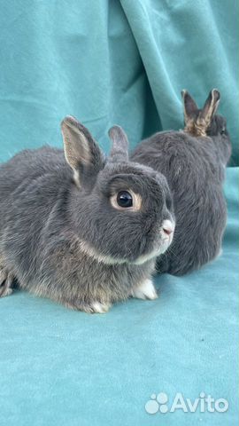 Кролики минор и цветной карлик объявление продам
