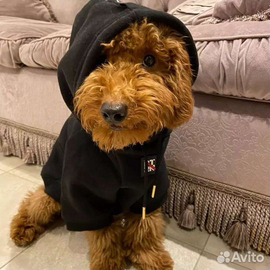 Медвежонок Тедди. Ши-пу. Красный Тедди