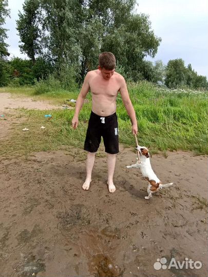 Собака для вязки