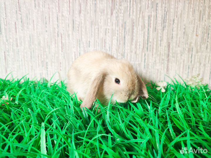 Мини карликовый кролик