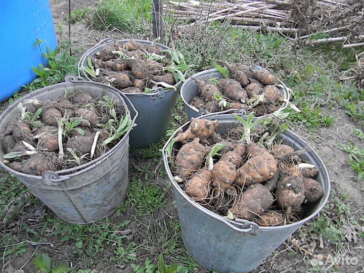 Продам топинамбур