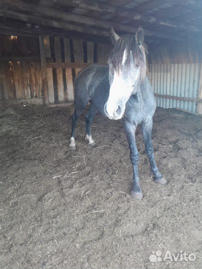 Жеребец орловский рысак