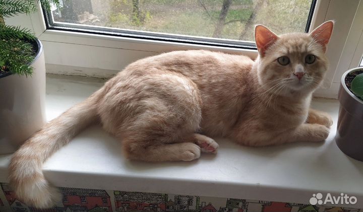 Котик 2-3 года