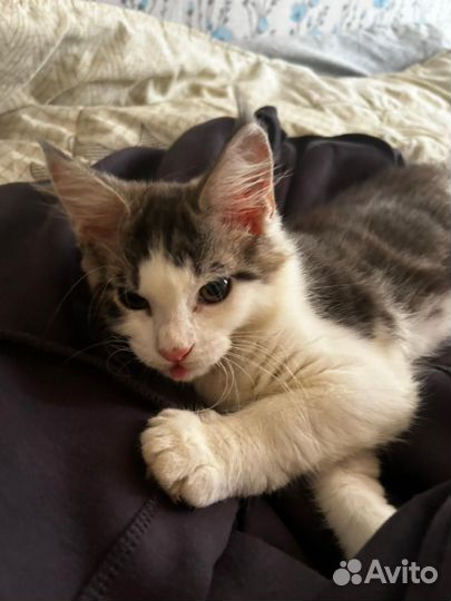 Котята мейн-кун