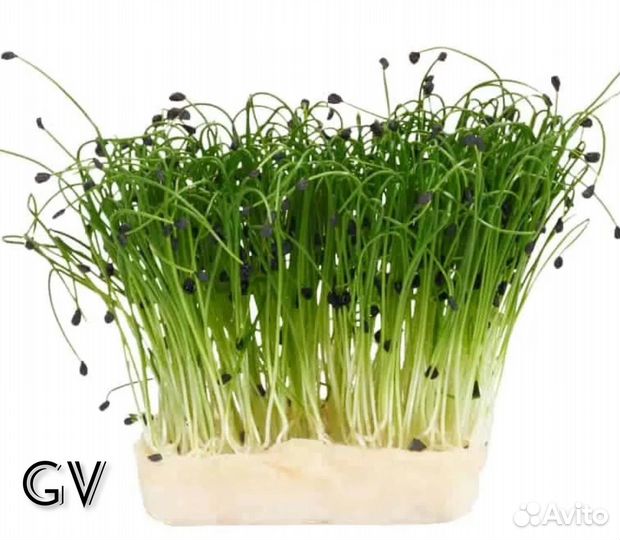 Микрозелень 