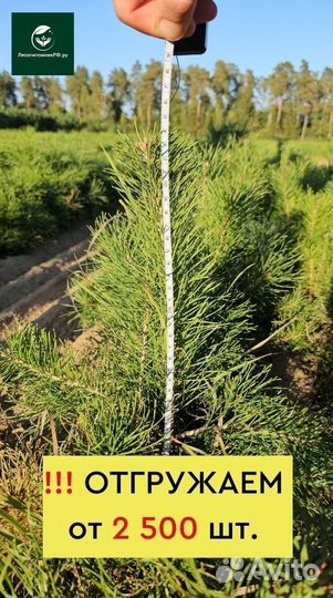Саженцы сосны и ели окс от производителя