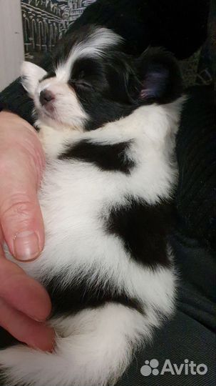 Папийон Девочка