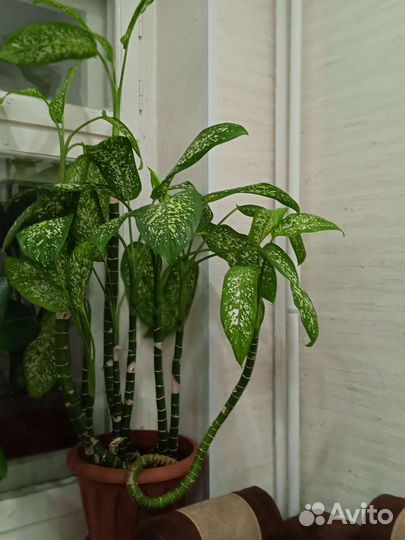 Комнатные цветы
